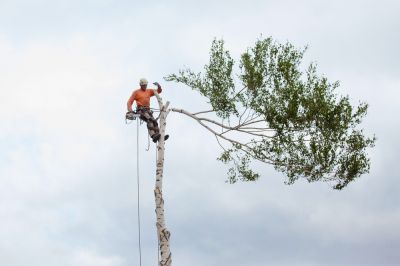 Arborist Service - Tree Service Coopersburg, Pennsylvania