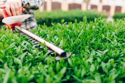 Hedge Trimming