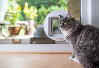 Pet Door Installation