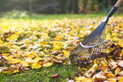 Yard Clean Up - Yard Clean Up Hilo, Hawaii