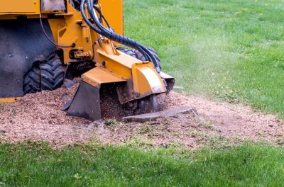 Stump Removal And Grinding - Tree Service Westmoreland County, Pennsylvania