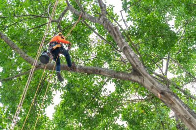 Tree Cutting - Tree Service Coopersburg, Pennsylvania