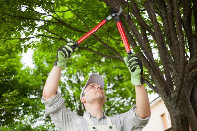 Tree Pruning - Tree Service Coopersburg, Pennsylvania